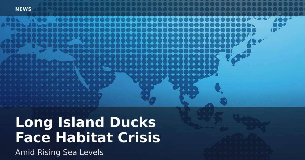 Long Island Ducks Face Habitat Crisis Amid Rising Sea Levels