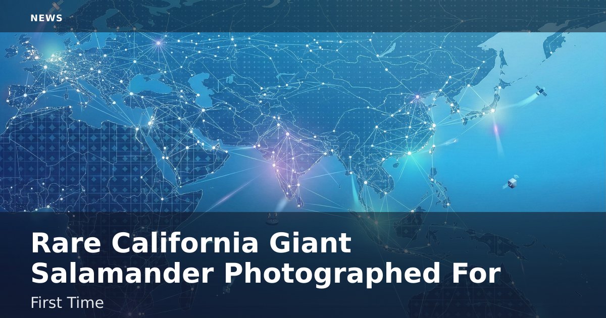 Rare California Giant Salamander Photographed For First Time